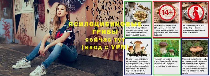 Псилоцибиновые грибы GOLDEN TEACHER  купить   Шебекино 